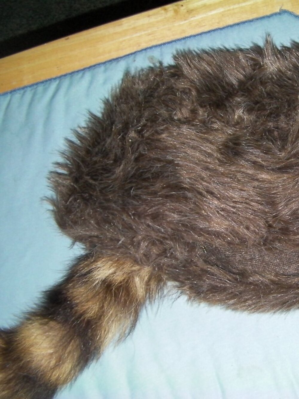 Coonskin Cap, Racoon Tail - Picture 5 of 7